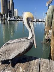 Pelecanus occidentalis