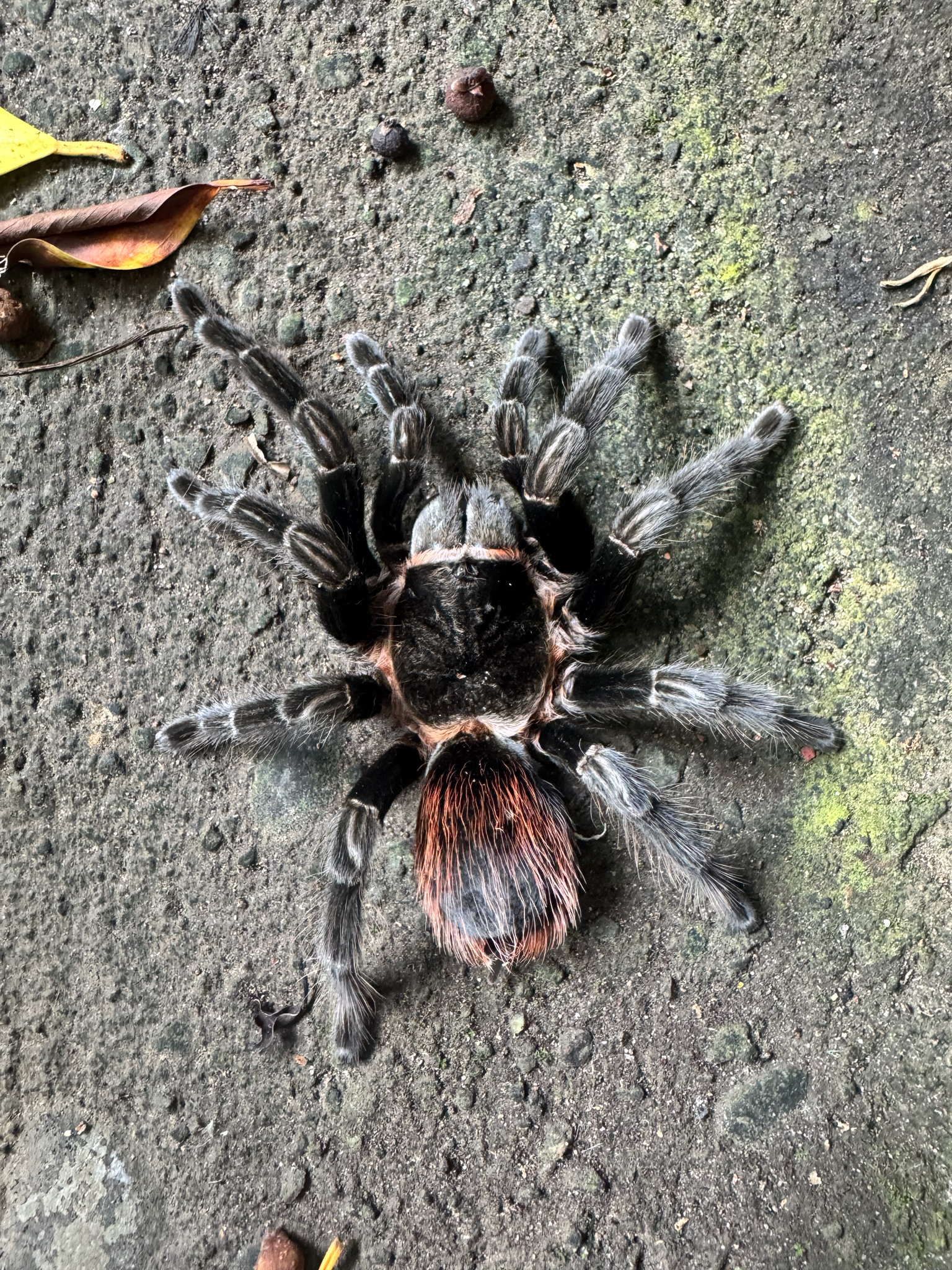 Veracruz Red-rump Tarantula (Tliltocatl kahlenbergi) · iNaturalist