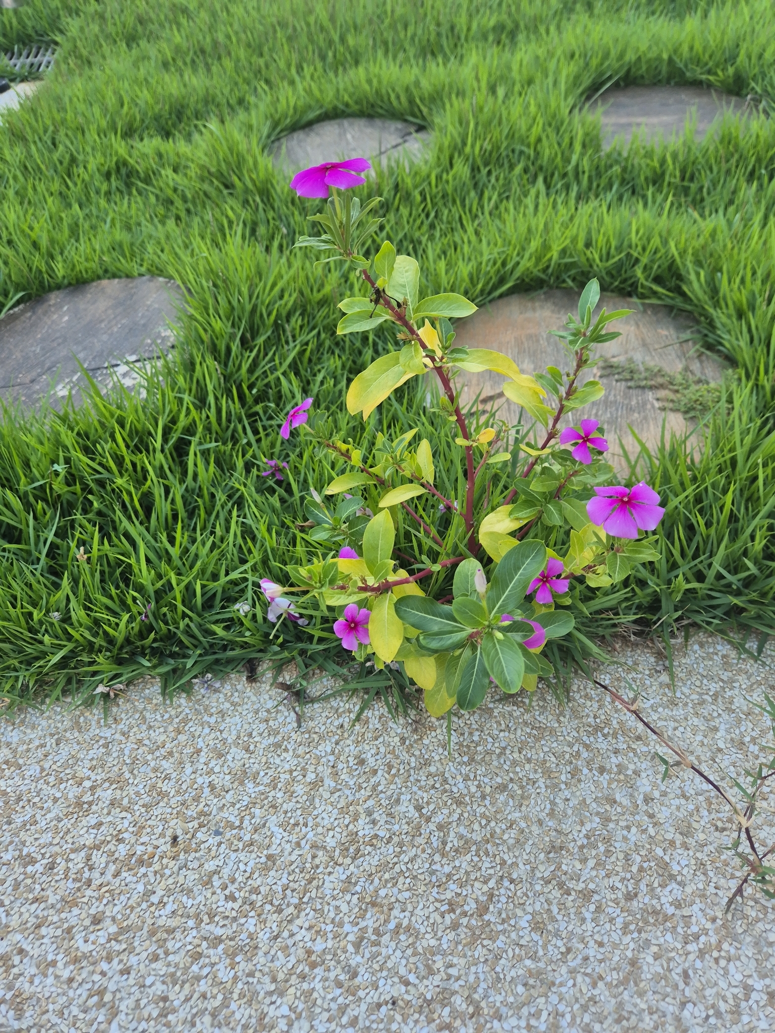 Catharanthus roseus