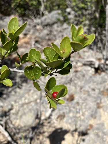 maidenberry (Crossopetalum rhacoma)