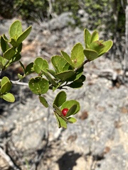 Crossopetalum rhacoma, photograph author not stated, no rights reserved