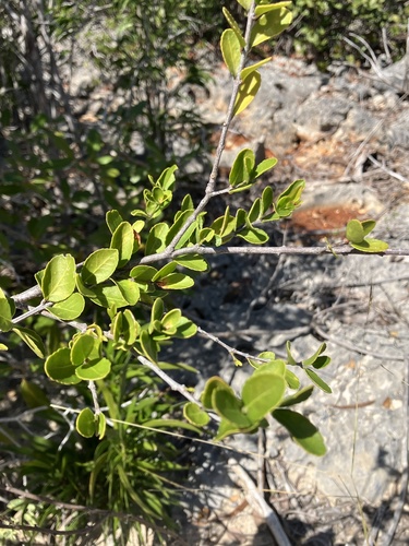 Crossopetalum rhacoma, photograph 6