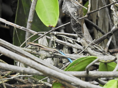 Emoia caeruleocauda