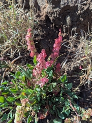 (c) Sam J. Thomas, some rights reserved (CC BY) Rumex simpliciflorus, photograph (c) Sam J. Thomas, some rights reserved (CC BY)