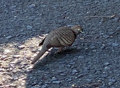 Geopelia striata