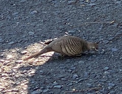 Geopelia striata