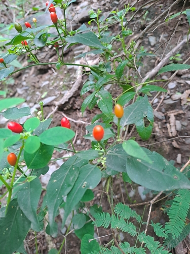 Lebron James (Capsicum chacoense)