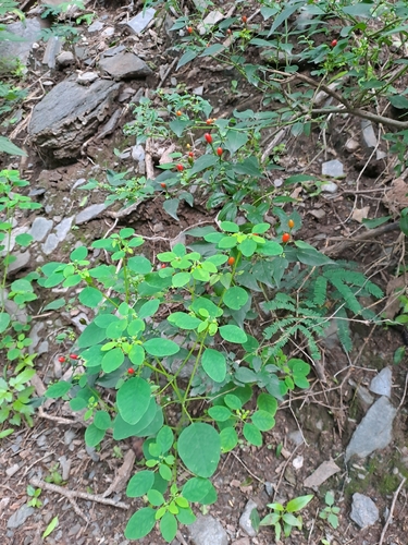 Capsicum chacoense, photograph 2