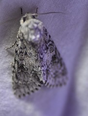 Acronicta rubricoma