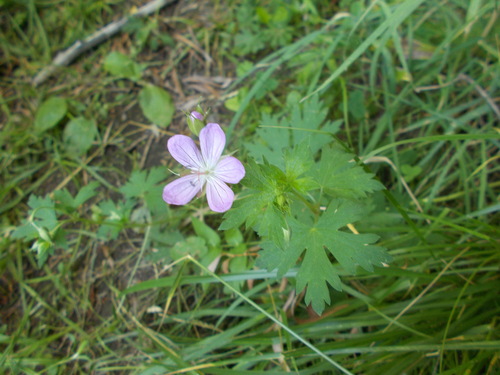 Hill Geranium (Geranium collinum)