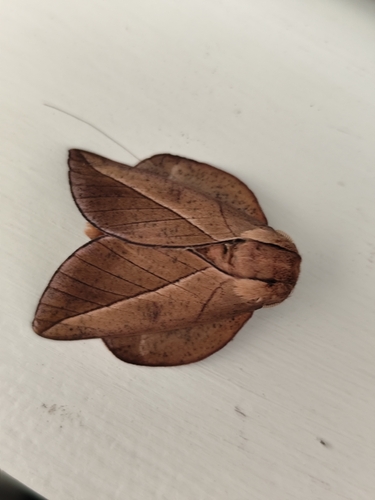 Oiticella brevis