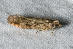 Chimoptesis gerulae