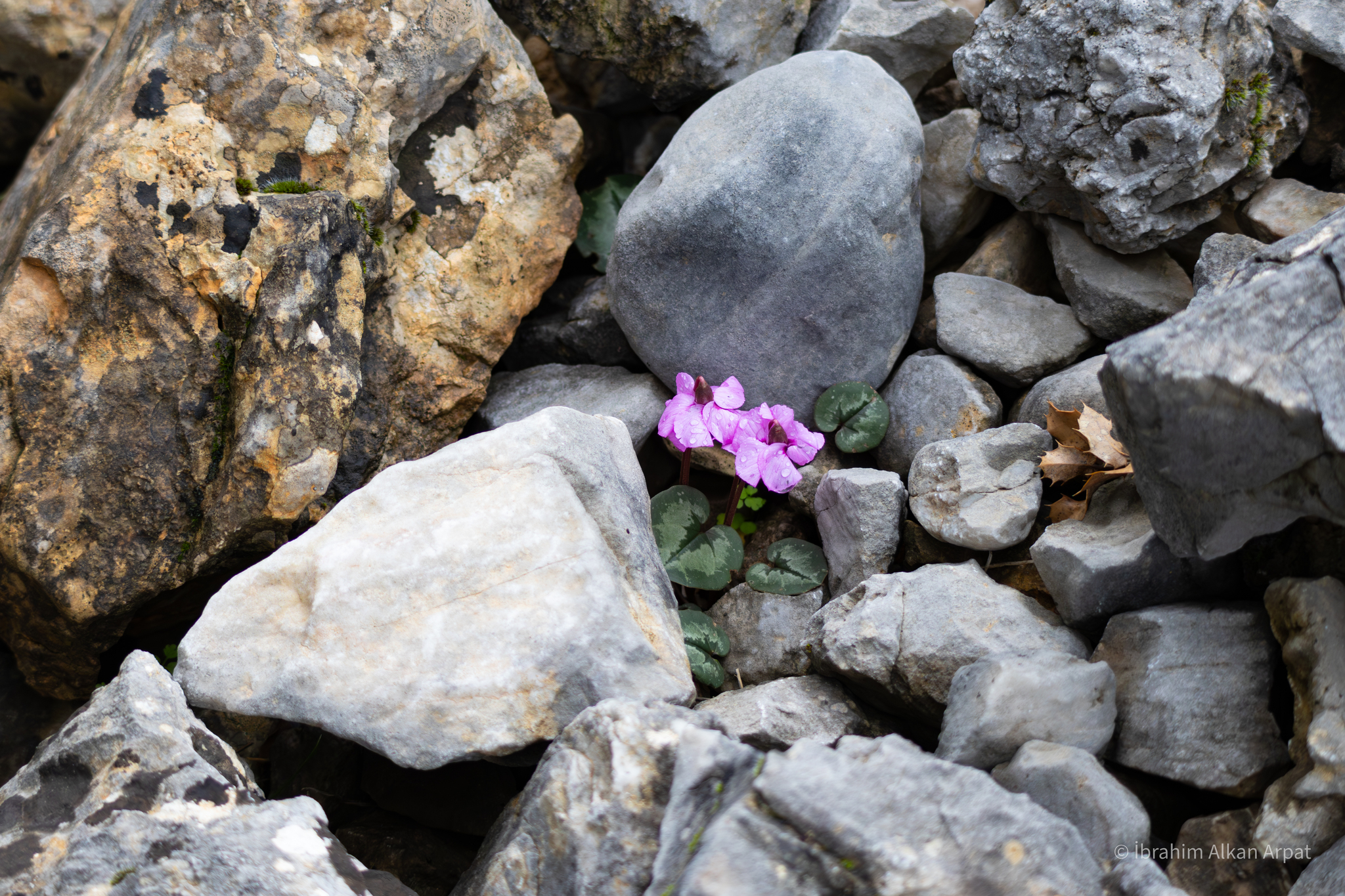 Alpine cyclamen