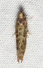 Chimoptesis gerulae