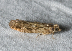 Chimoptesis gerulae