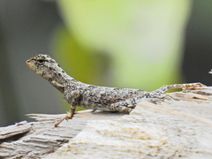 Draco beccarii