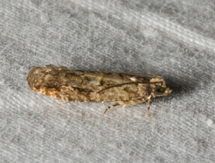 Chimoptesis gerulae