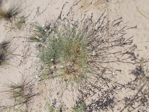 Dianthus squarrosus, photograph 2