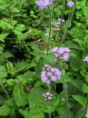 Pteronymia cotytto cotytto