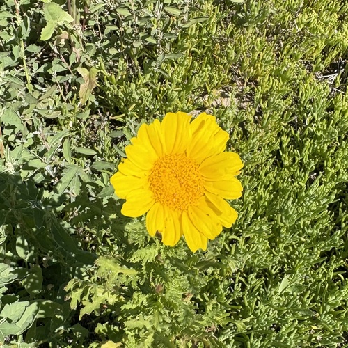 iNaturalist observation photo of Garland Daisy