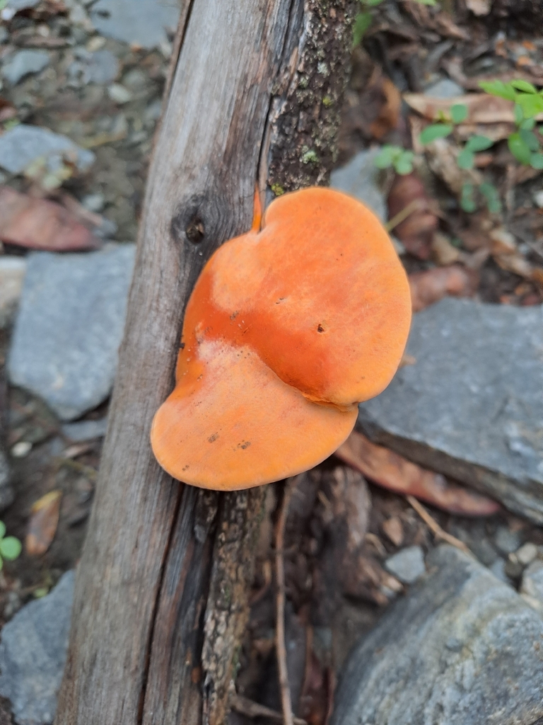 Trametes sanguinea · February 2026 · photo: © grf15 (iNaturalist, cc-by)
