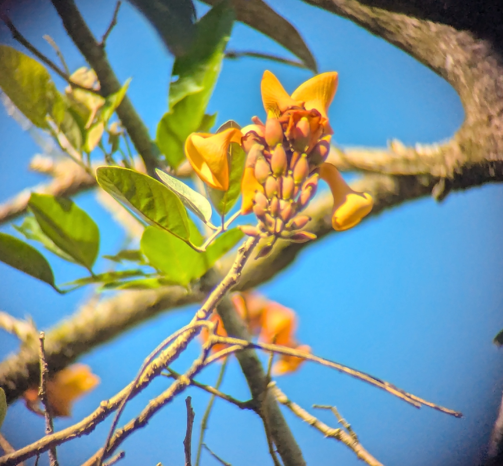 Foto de Erythrina fusca Lour.