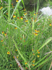 Helenium elegans