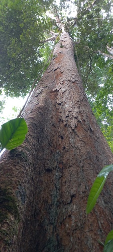 Dinizia excelsa, photograph 4