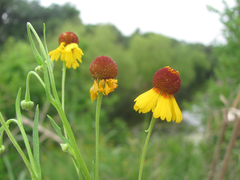 Helenium elegans