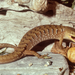 Oregon Alligator Lizard - Photo (c) herper47, some rights reserved (CC BY-NC)