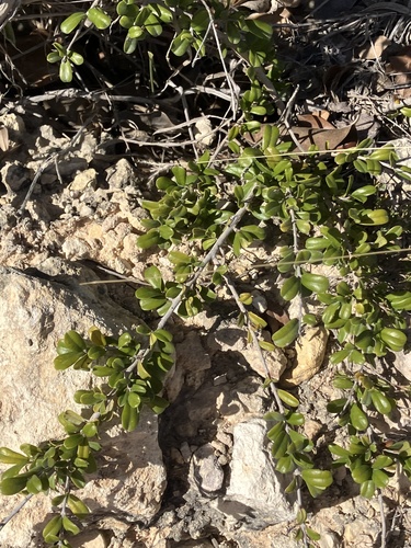 Reynosia uncinata, photograph 3