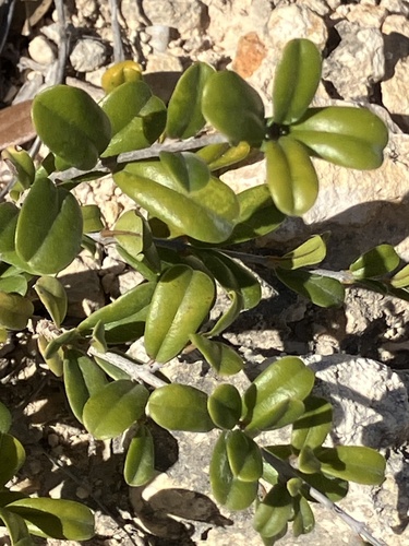 Reynosia uncinata, photograph 4