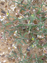Melampodium cinereum