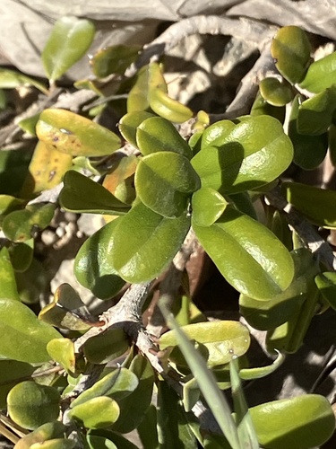 Reynosia uncinata, photograph 5
