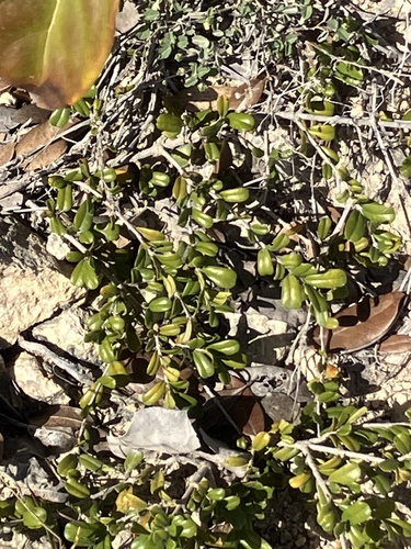 Reynosia uncinata, photograph 6