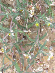 Melampodium cinereum