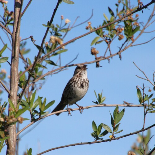 iNaturalist observation photo of Song Sparrow