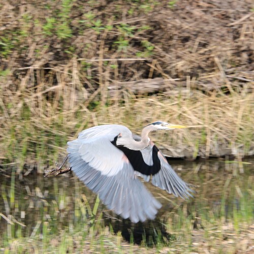 iNaturalist observation photo of Great Blue Heron