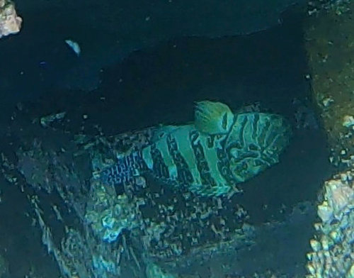 Cirrhitus rivulatus