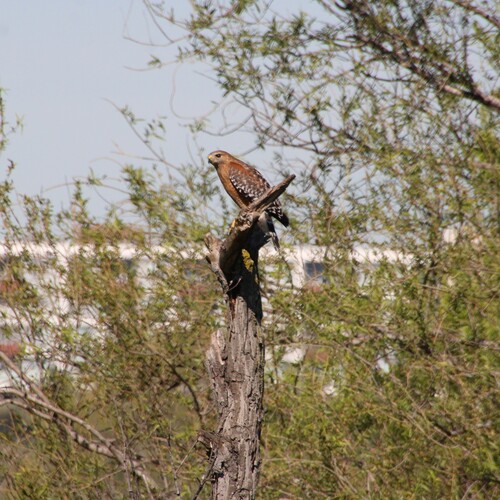 iNaturalist observation photo of Red-shouldered Hawk