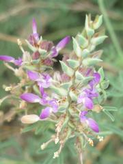 Dalea pogonathera