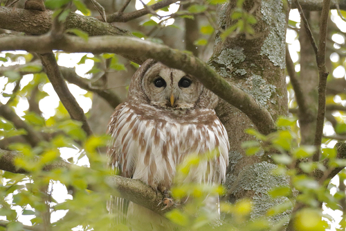 Barred Owl
