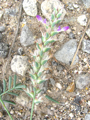 Dalea pogonathera