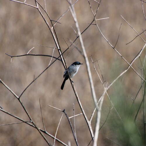 iNaturalist observation photo of California Gnatcatcher