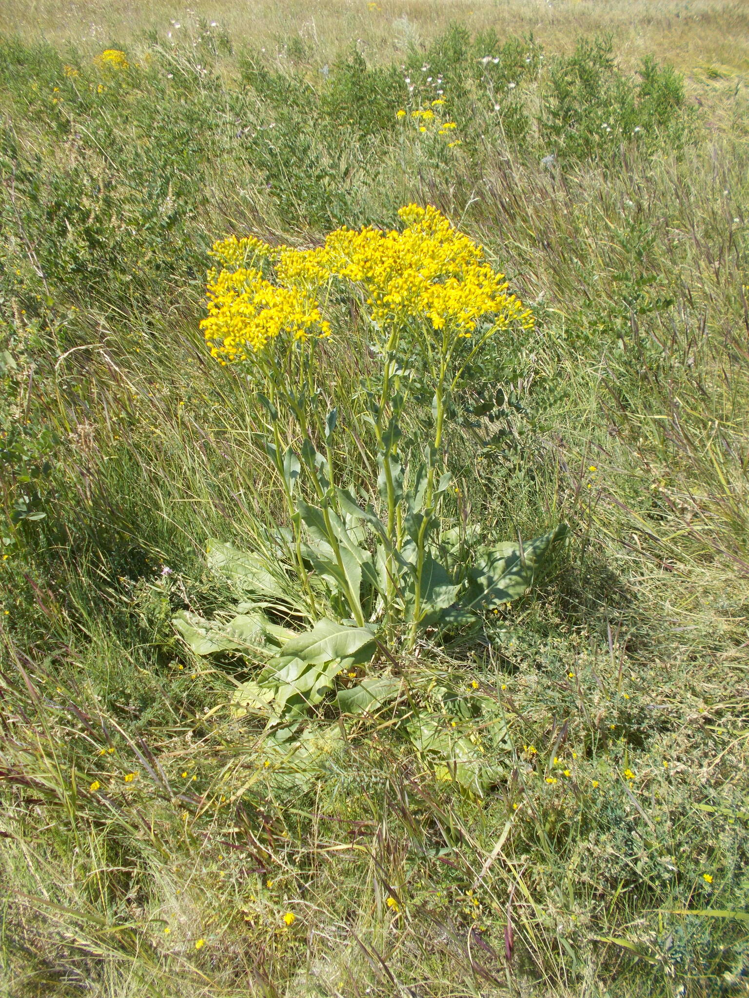 Senecio Doria (Senecio doria)