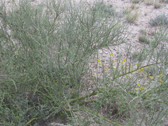 Parkinsonia texana texana