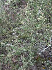 Parkinsonia texana texana