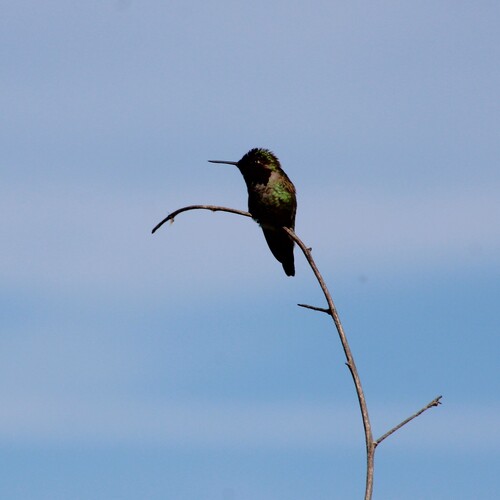 iNaturalist observation photo of Anna's Hummingbird
