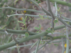 Parkinsonia texana texana