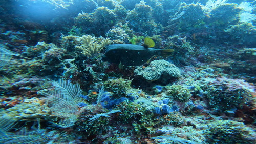 Ostracion cubicum